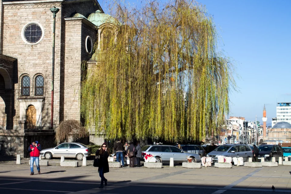 The old willow next to the St. Nedelya church in Sofia