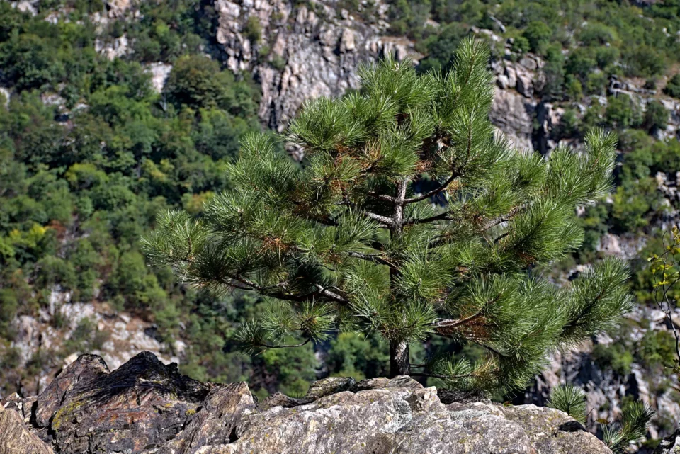 A small pine tree is clinging to the bare rocks