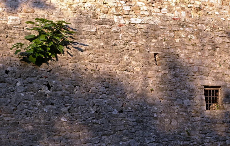 Growth in the castle's stone wall