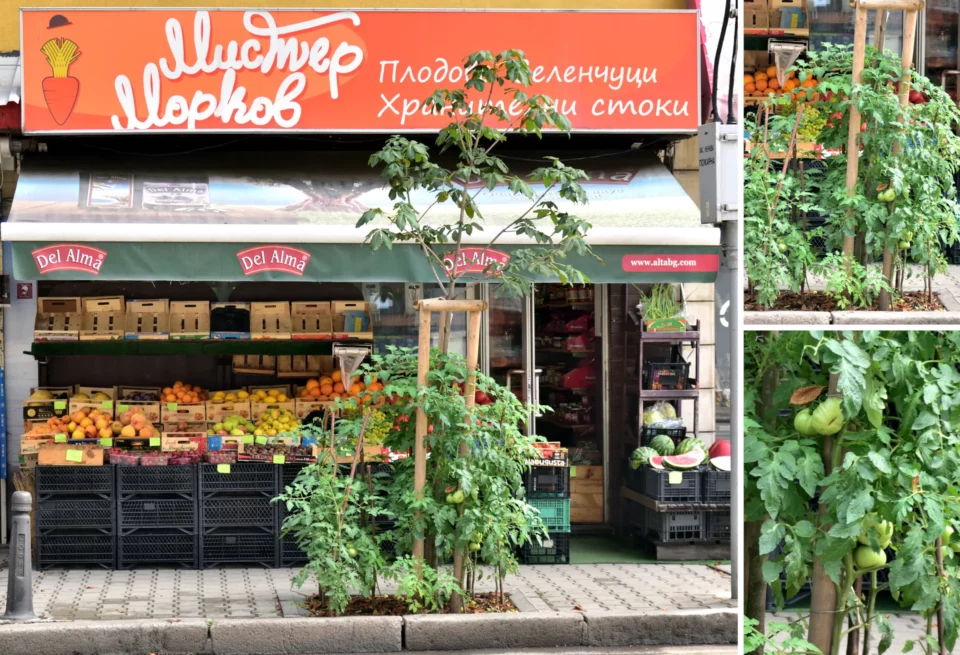 One small fruit and veg shop on Rakovski street in Sofia is growing tomatoes in the city tree planter