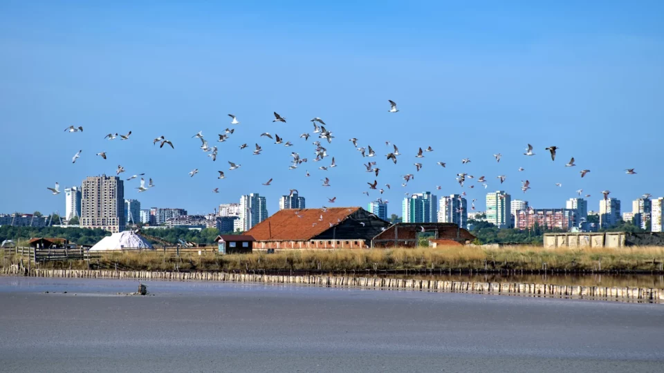 A flock of birds over the saltworks